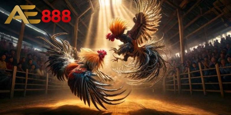 Các kiểu đá gà ae888 thịnh hành trong hệ thống
